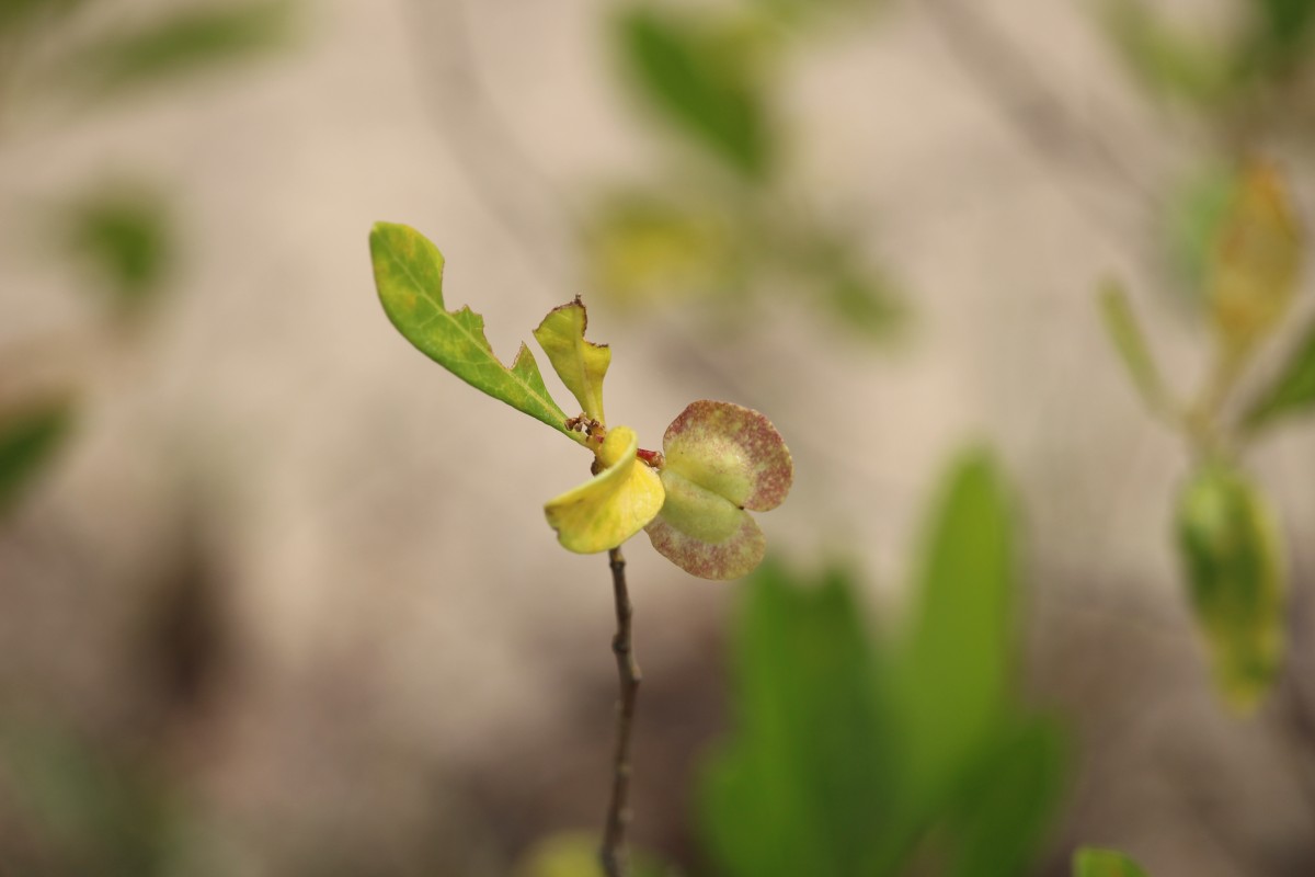 Dodonaea viscosa Jacq.